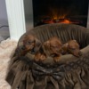 Dachshund Short-haired Dachshunds