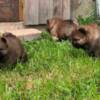Chow Chow Chow Chow puppies