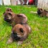 Chow Chow Chow Chow puppies