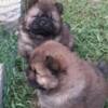 Chow Chow Chow Chow puppies