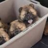 Chow Chow Chow Chow puppies
