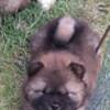 Chow Chow Chow Chow puppies