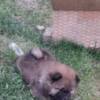 Chow Chow Chow Chow puppies