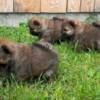 Chow Chow Chow Chow puppies