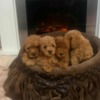 Poodle Extra small toy poodles