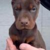 Doberman Pinscher Doberman – Puppies for Sale