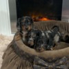 Dachshund Long-haired dwarf dachshunds in merle color