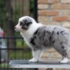 Border Collie Border Collie puppies