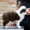Border Collie Border Collie puppies