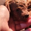Poodle Red toy poodle, beautiful puppies
