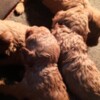 Poodle Red toy poodle, beautiful puppies