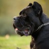 Cane Corso Cane Corso – Male for Sale