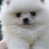 Pomeranian Pomeranian Boo – Beautiful Puppies