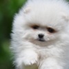 Pomeranian Pomeranian Boo – Beautiful Puppies