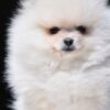 Pomeranian Pomeranian Boo – Beautiful Puppies