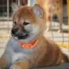 Shiba Inu Shiba Inu – Beautiful Puppies