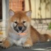 Shiba Inu Shiba Inu – Beautiful Puppies