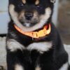 Shiba Inu Shiba Inu – Beautiful Puppies