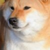 Shiba Inu Shiba Inu – Beautiful Puppies