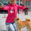 Shiba Inu Shiba Inu – Beautiful Puppies