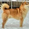 Shiba Inu Shiba Inu – Beautiful Puppies
