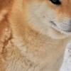 Shiba Inu Shiba Inu – Beautiful Puppies