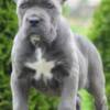 Cane Corso Cane Corso, top quality puppies