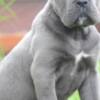 Cane Corso Cane Corso, top quality puppies