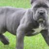 Cane Corso Cane Corso, top quality puppies