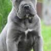 Cane Corso Cane Corso, top quality puppies