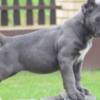 Cane Corso Cane Corso, top quality puppies