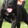 Cane Corso Cane Corso, top quality puppies