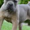 Cane Corso Cane Corso, top quality puppies