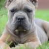 Cane Corso Cane Corso, top quality puppies