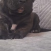 Cane Corso Cane Corso beautiful puppies