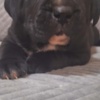 Cane Corso Cane Corso beautiful puppies