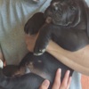Cane Corso Cane Corso beautiful puppies