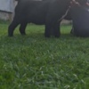 Cane Corso Cane Corso beautiful puppies