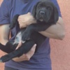 Cane Corso Cane Corso beautiful puppies