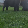 Cane Corso Cane Corso beautiful puppies