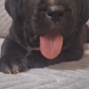 Cane Corso Cane Corso beautiful puppies