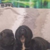 Cane Corso Cane Corso beautiful puppies
