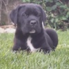 Cane Corso Cane Corso beautiful puppies