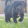 Cane Corso Cane Corso beautiful puppies