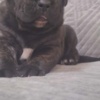 Cane Corso Cane Corso beautiful puppies