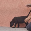 Cane Corso Cane Corso beautiful puppies
