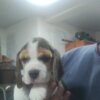 Beagle Beagle Beautiful Puppies