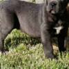 Cane Corso Cane Corso puppies