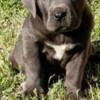 Cane Corso Cane Corso puppies