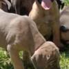 Cane Corso Cane Corso puppies